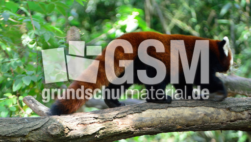 Kleiner_Panda (3).jpg